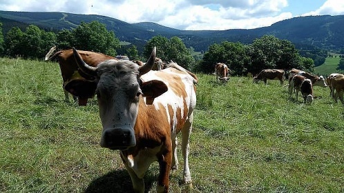 Horsk chalupa Rokytnice nad Jizerou - Krkonoe