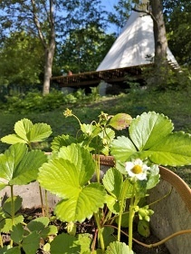 Teepee V Zti - Glamping Ledeko - Szava