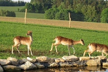 Chalupa rsk vrchy - Roeneck Paseky - Odranec