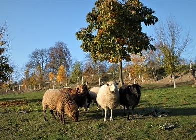 Roubenka Vysoina - Vtjeves - hrad Svojanov